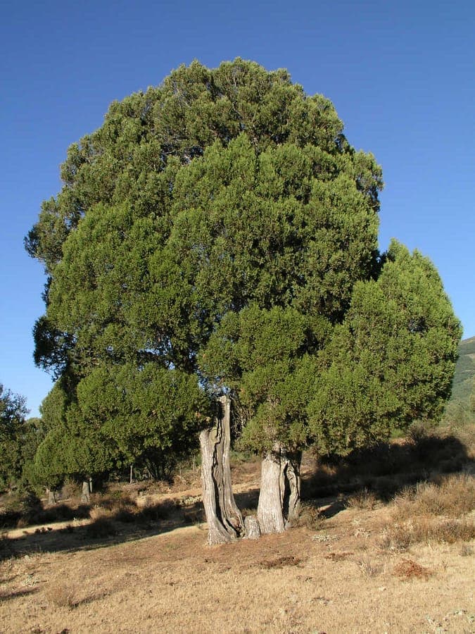 Mature Juniperus thurifera growing on a rocky slope in southern Spain under full sun