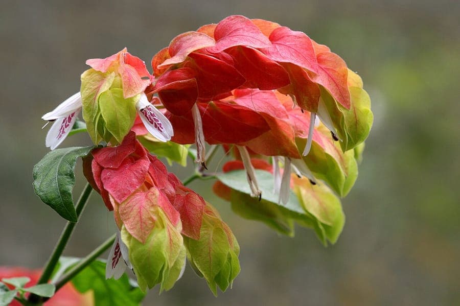 Justicia brandegeeana met opvallende roodbruine schutblaadjes en witte tubulaire bloemen