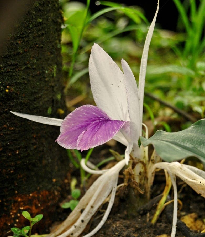 Fleurs violettes du crocus indien dans jardin tropical
