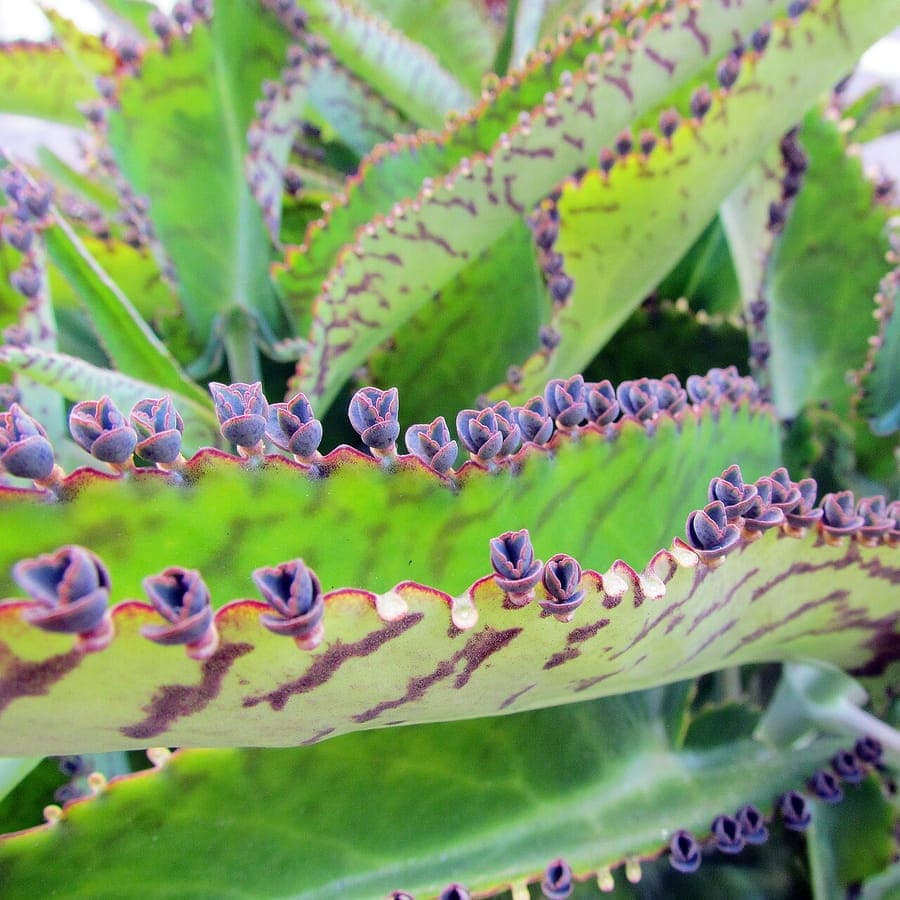 Kalanchoe daigremontiana met karakteristieke babyvlakken langs bladranden