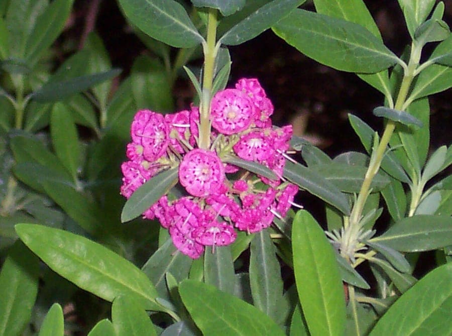 Kalmia angustifolia with rose-pink flowers in dense clusters