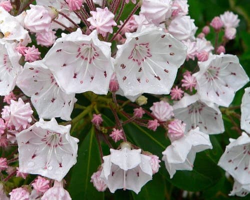 Kalmia latifolia met roze bloemen in volle bloei