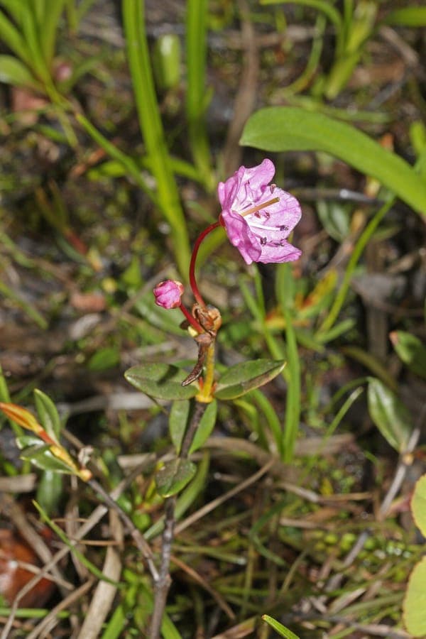Bog-laurel with deep pink flowers and small glossy leaves in an alpine bog setting