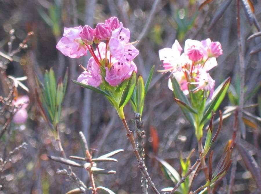 Bog laurel with purple flowers
