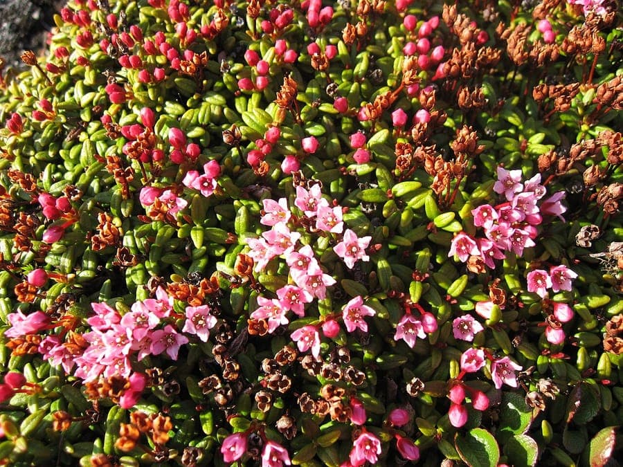 Kalmia procumbens avec de petites fleurs pourpres en montagne