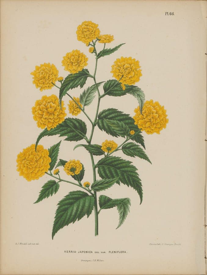 Kerria japonica mit goldgelben halbgefüllten Blüten
