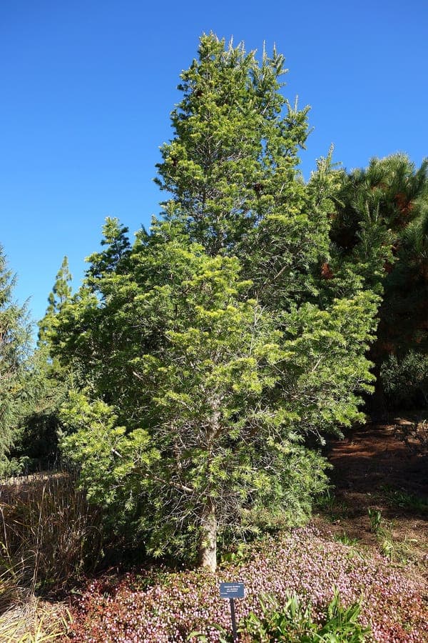 David's Keteleeria with characteristic needles