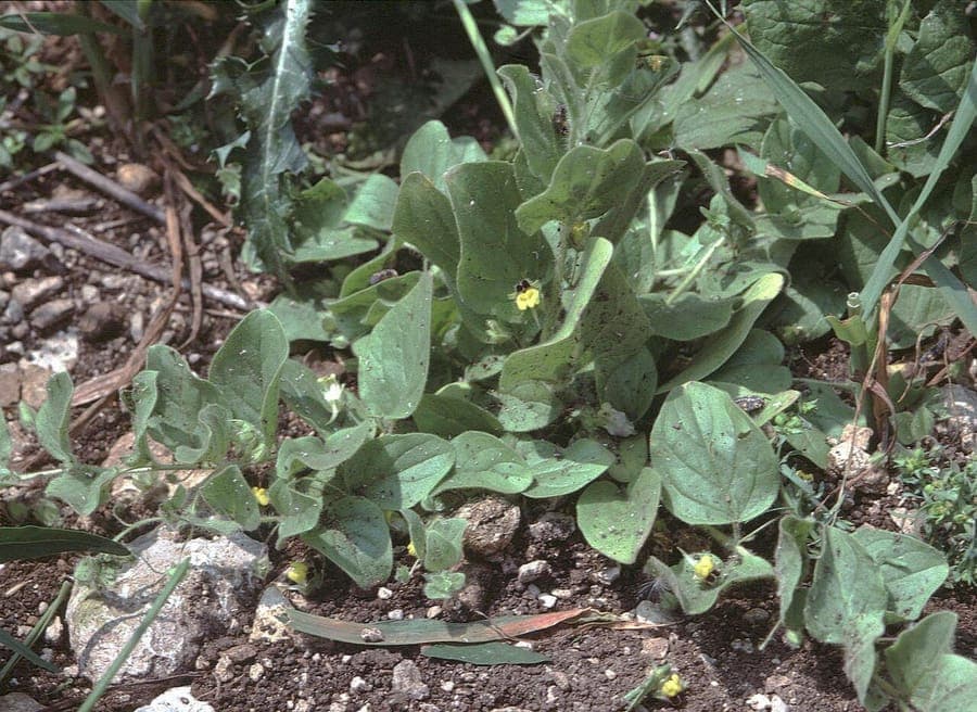 Kickxia spuria with small white and violet-spotted flowers