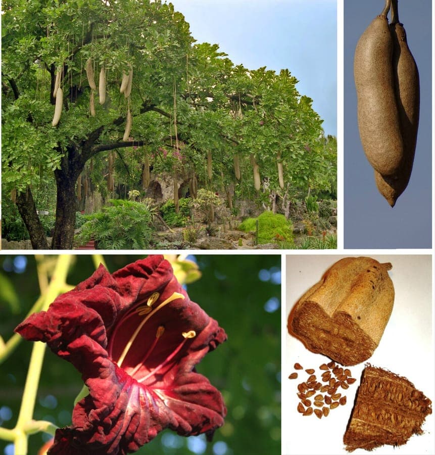 Der afrikanische Wurstbaum mit seinen wunderschonen roten rohrenformigen Bluten