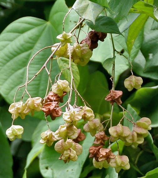 Kleinhovia hospita tropical tree with distinctive papery fruits