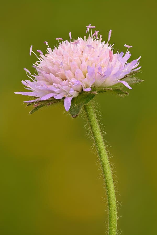 Knautia arvensis met paarse pompomachtige bloemen op dorre grond