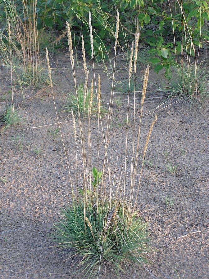 Blaugraues Schillergras in Blute mit silbernen Ahrenblutentrispen