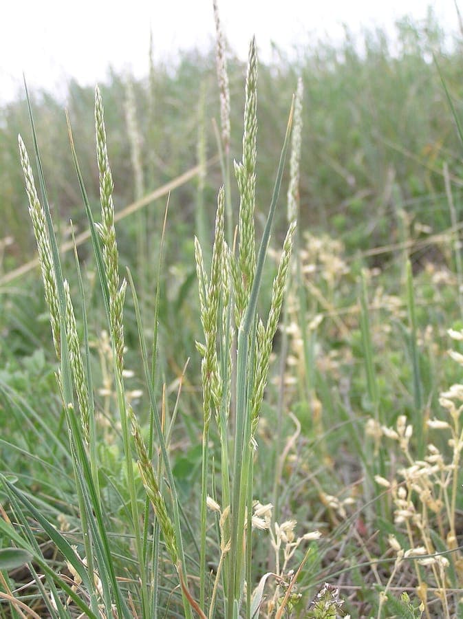 Koeleria macrantha with fine, delicate flower spikes in summer light