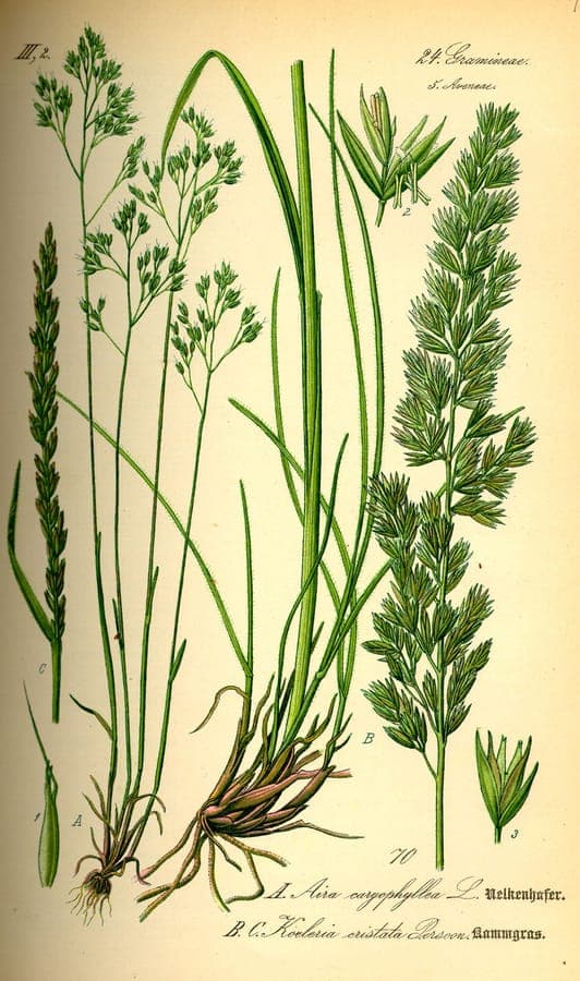 Koeleria pyramidata with distinctive pyramidal flower spikes