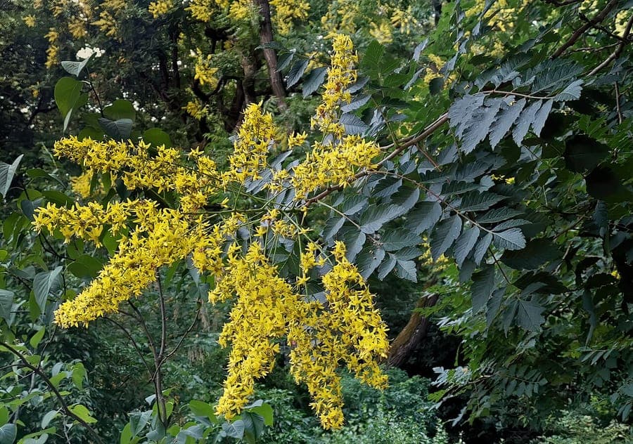 Koelreuteria paniculata met groene blad en gele bloempluimen