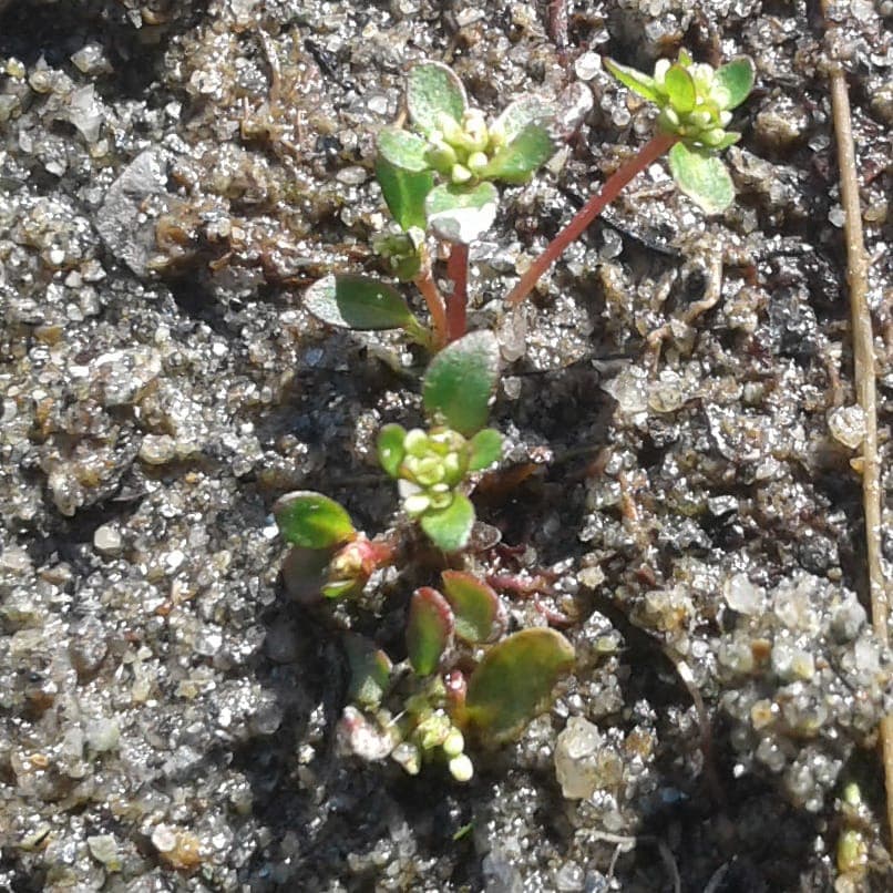 Koenigia islandica met kleine witte bloemen en groen blad