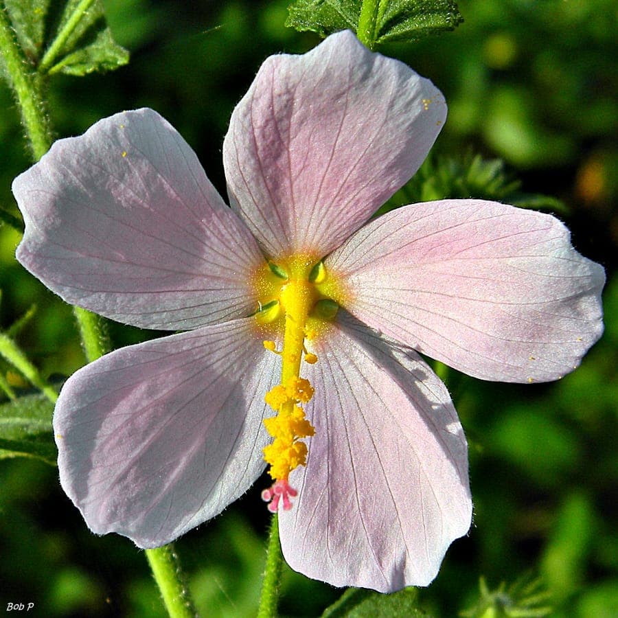 Virginia saltmarsh-mallow with pink flowers in salt marsh