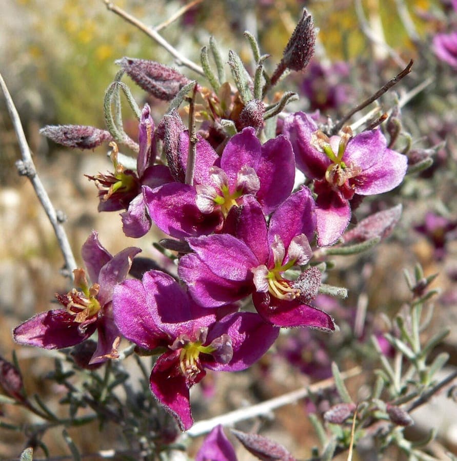 Krameria erecta with small purple-pink flowers on dry rocky desert ground