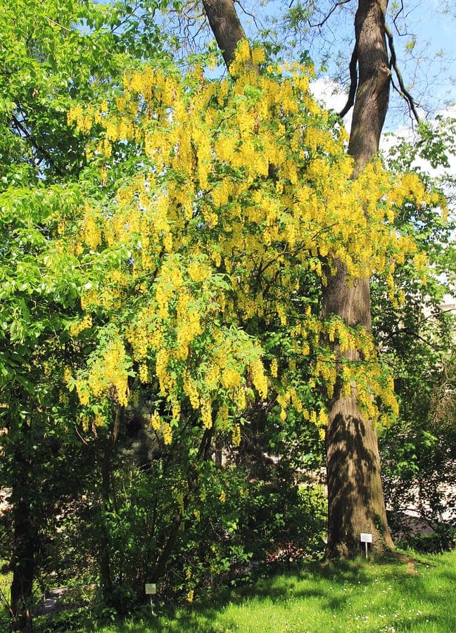 Alpine laburnum displaying golden yellow drooping flower clusters above green foliage