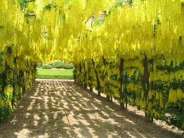 Laburnum watereri met watervallen van gele hangende bloemen