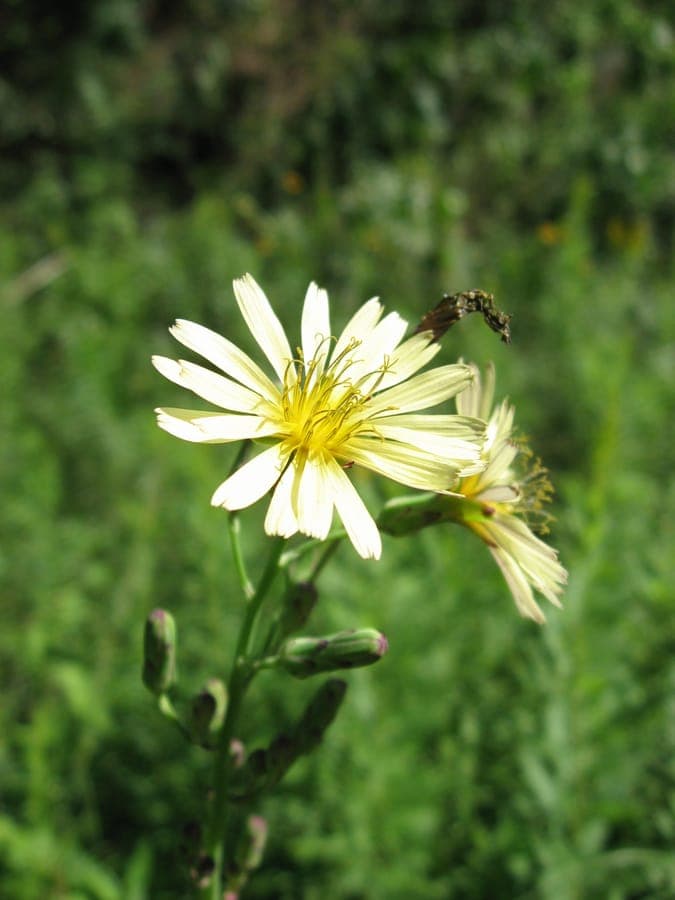 Lactuca indica fleurs jaunes et feuilles