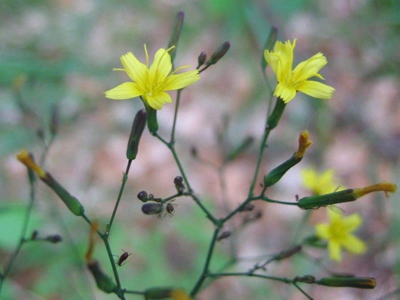 Laitue des murs avec ses délicates petites fleurs pourpres