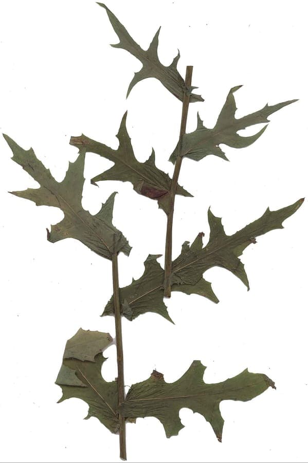 Lactuca quercina plant with yellow flowers and characteristic leaves