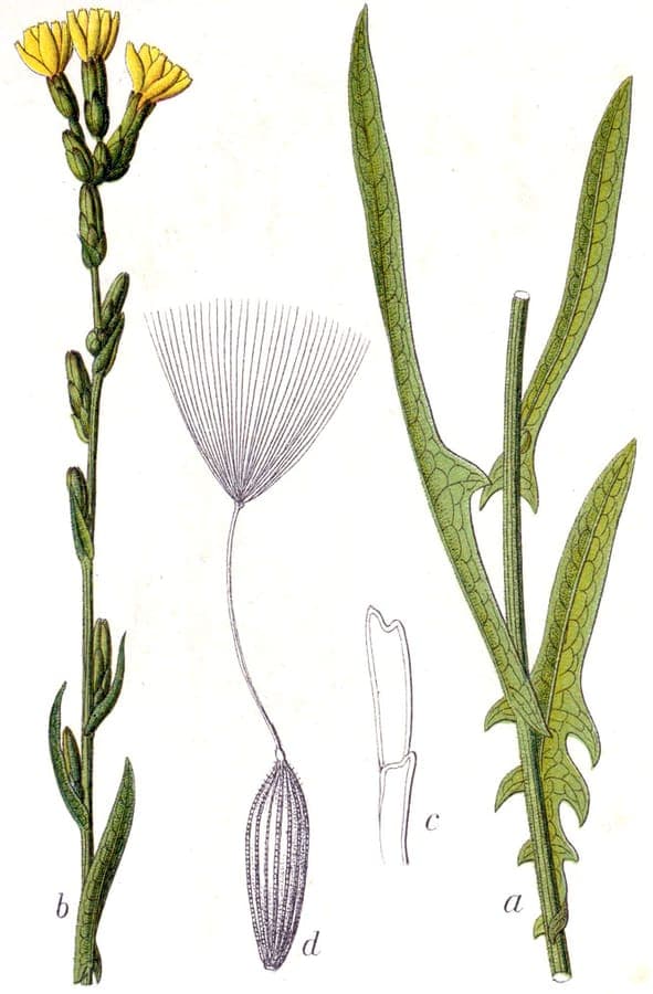 Laitue filiforme avec délicates fleurs jaunes sur feuillage gris-vert