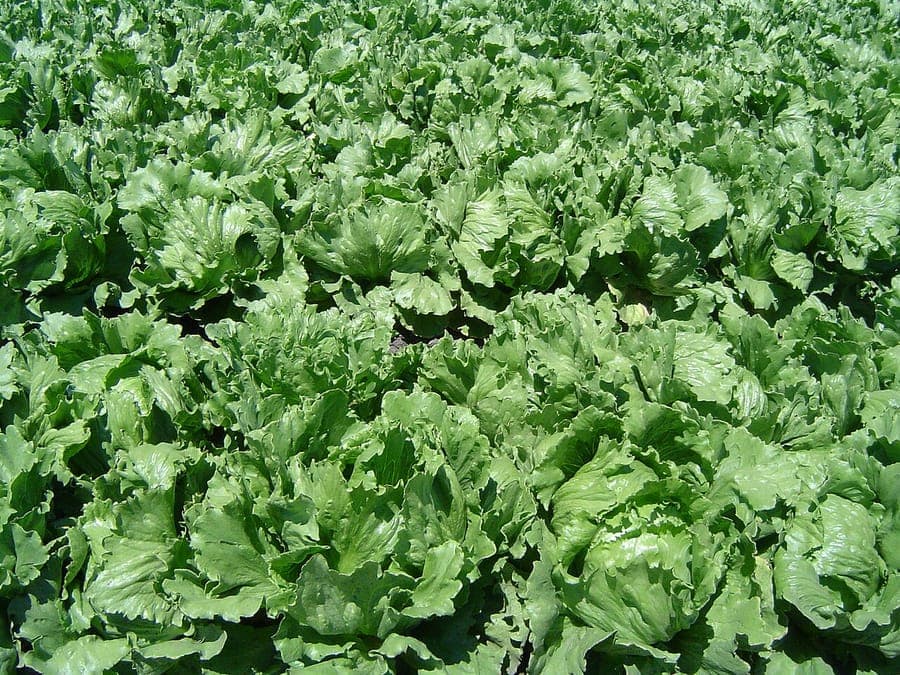 Différentes variétés de laitue fraîche dans un lit de jardin surélevé