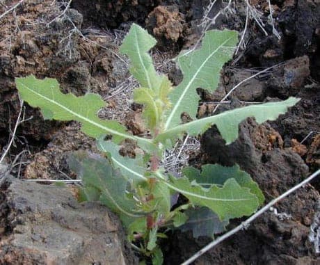 Wilde sla plant met gele bloemen