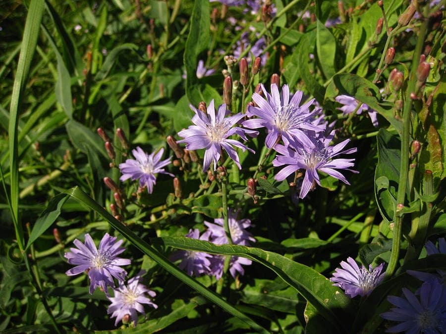 Fleurs et feuilles de laitue tatare