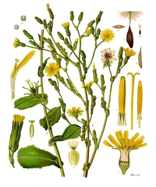 Plante de laitue âcre avec fleurs jaune vif