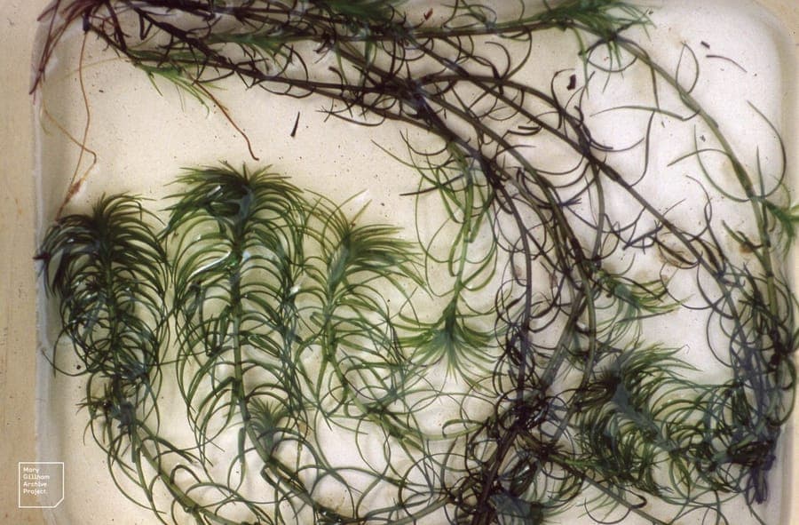 Lagarosiphon major waterplant in schoon aquariumwater