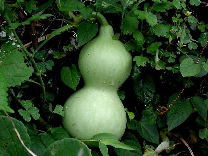 Calabash flower and developing fruit on climbing vines