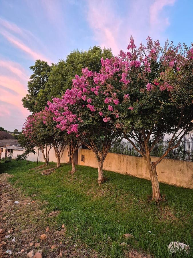 Violette Bluten der Lagerstroemia indica mit charakteristisch gekraeuselten Blutenoeffnungen