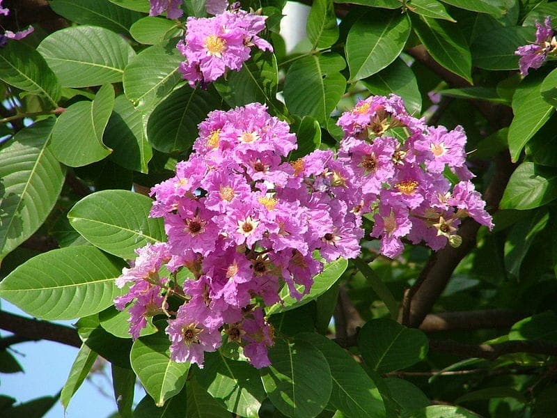 Chinesischer Kräuselsmyrthenbaum mit großen violetten Blutbundeln