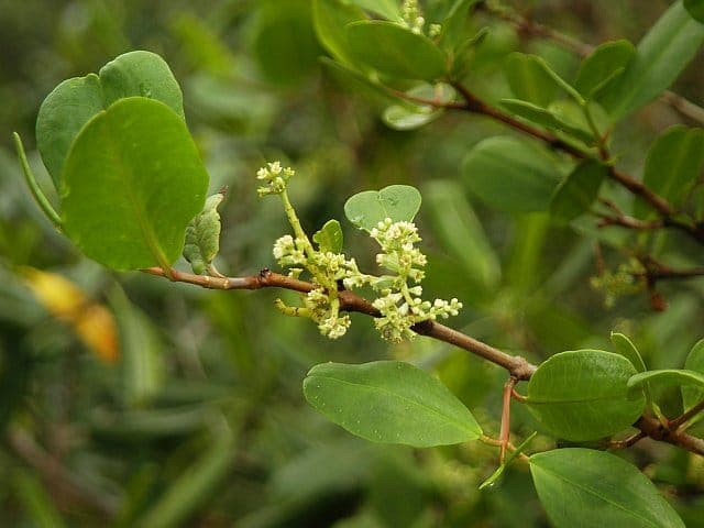 Witte mangrove groeiend langs tropische waterrand