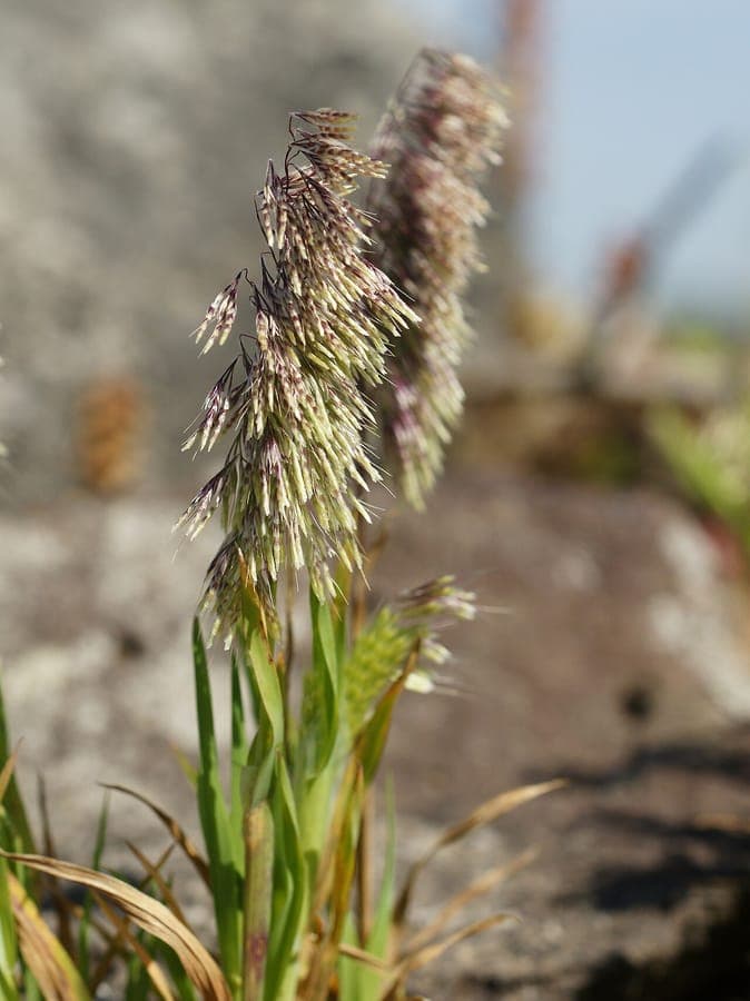 Goldentop grass plumes in golden-brown color