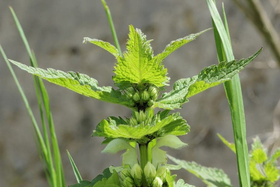 White dead-nettle flowers