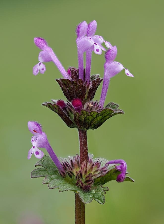 Blüten der Stengelumfassenden Taubnessel in Rosa-Violett