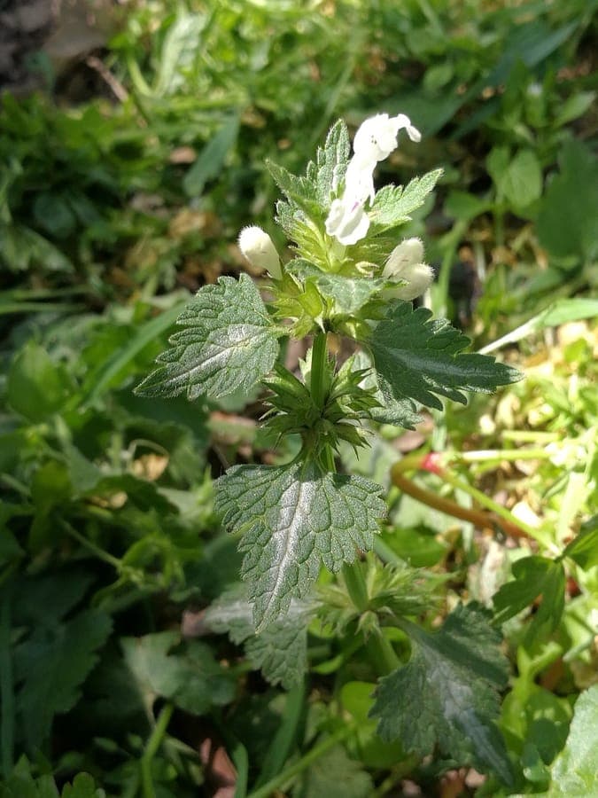 Gespleten dovenetel plant met witte bloemen