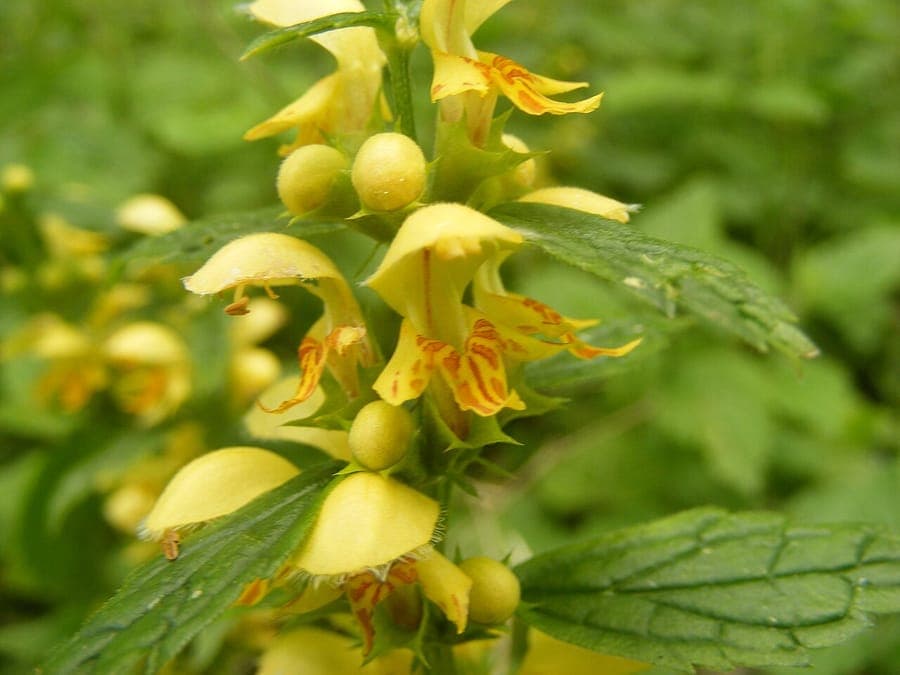 Fleurs jaune-doré du Lamier doré