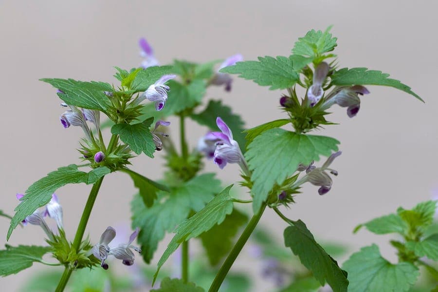 Lamium garganicum with pink-purple flowers growing as a groundcover in dappled shade
