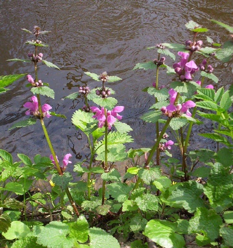 Rosa Blüten der Gefleckten Taubnessel mit silber-panaschierten Blättern