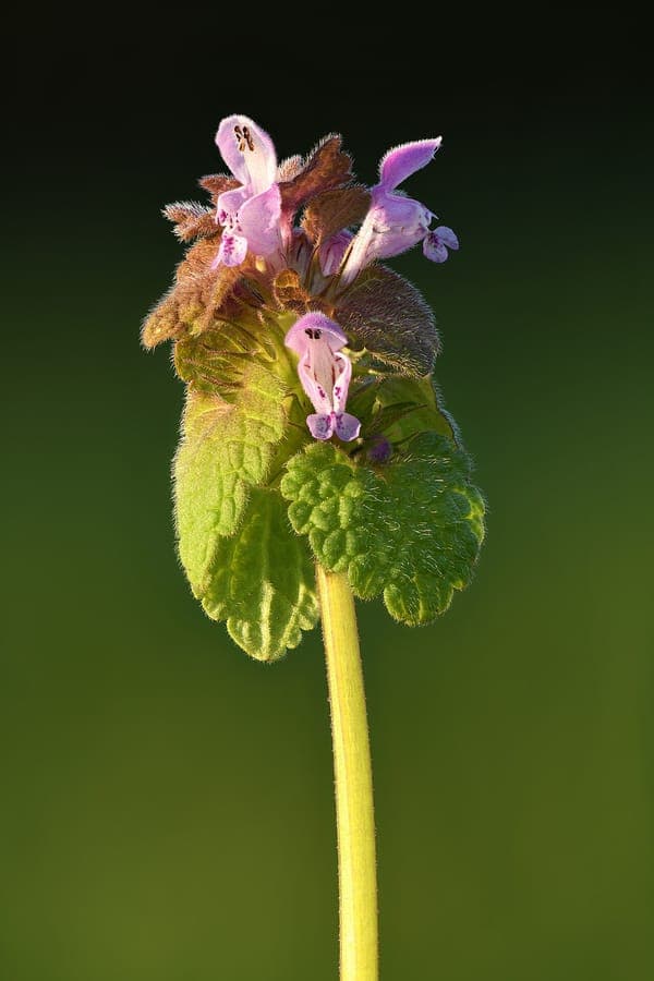 Purple dead-nettle showing characteristic reddish-purple foliage and flowers