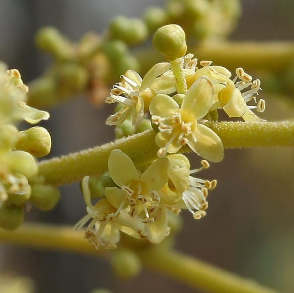 Goonja-Baum mit gefiederten Blaettern