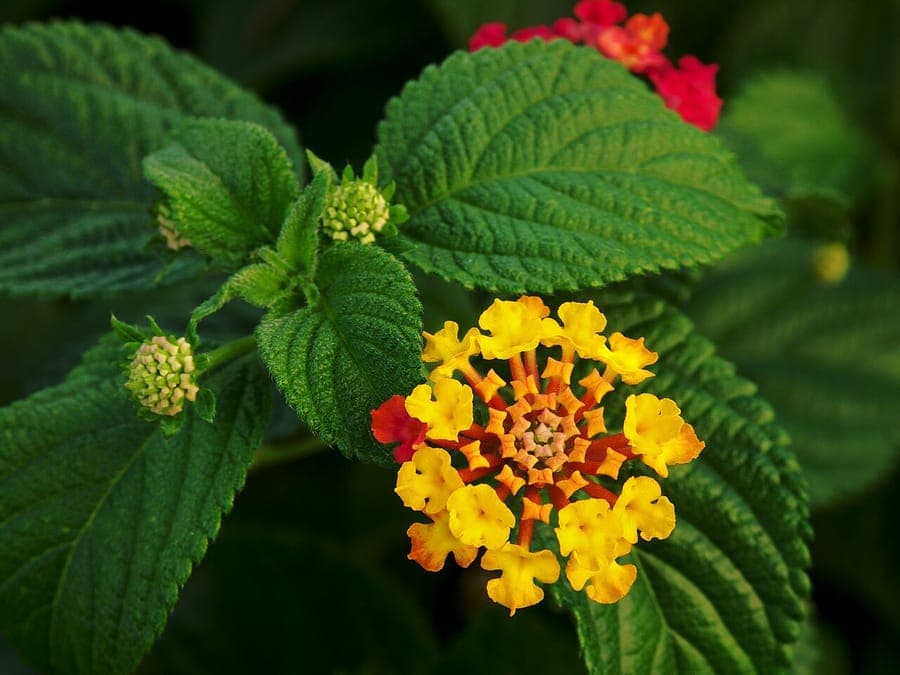 Lantana mit kugelig angeordneten Blütenclustern in Rot, Orange und Gelb