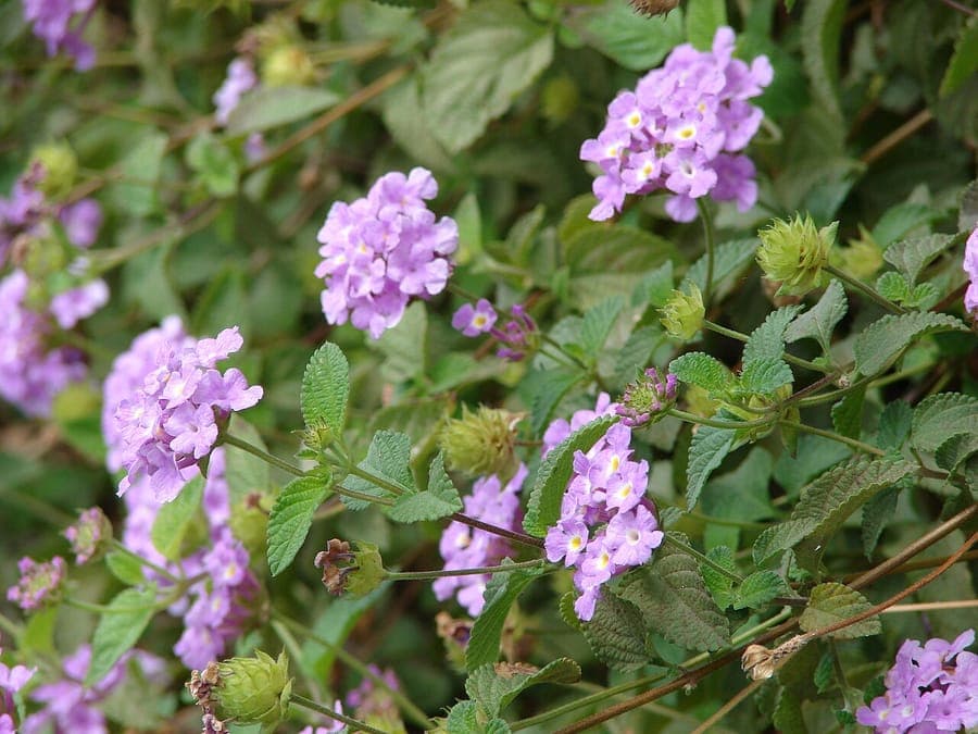 Lantana bloemen in felle kleuren, veel vlinders erop