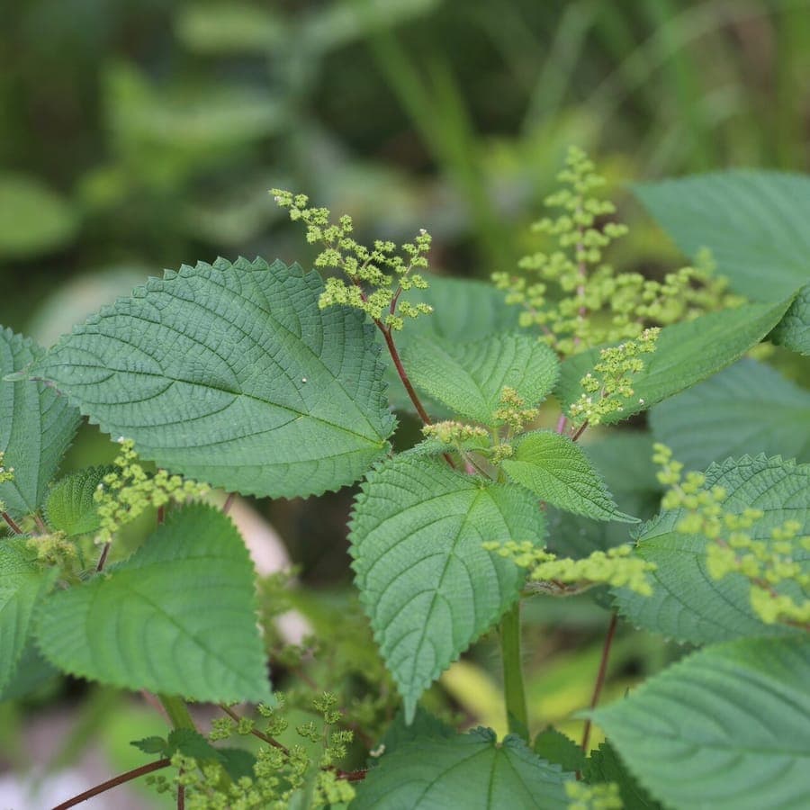 West Indian nettle with attractive green foliage