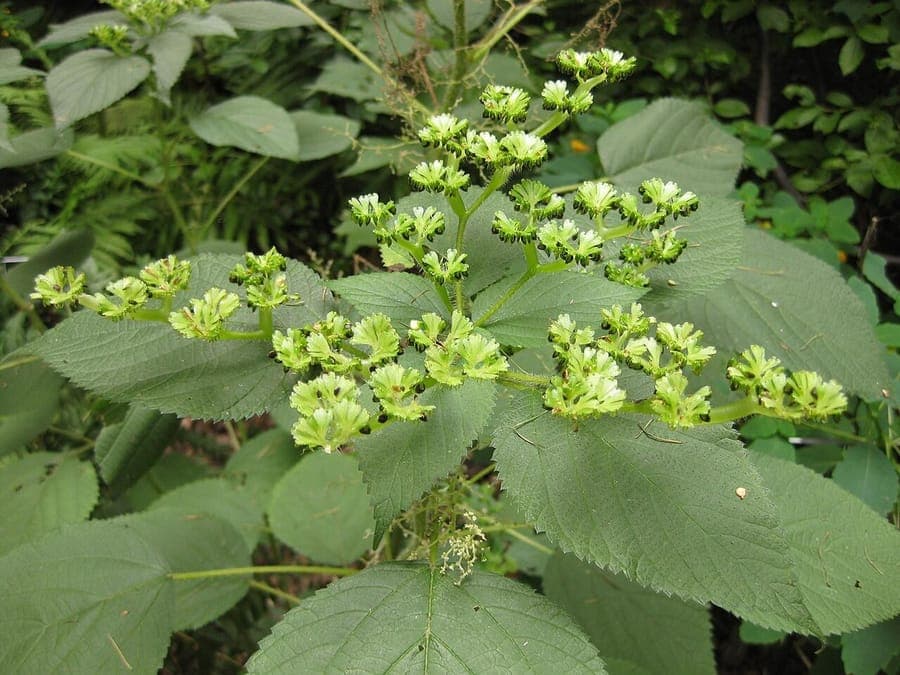 Laportea canadensis woodland plant with characteristic heart-shaped leaves